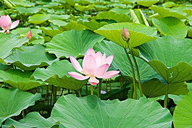 吉田直树：无需推出新主机 PS5＆XSX＆Switch2已够用